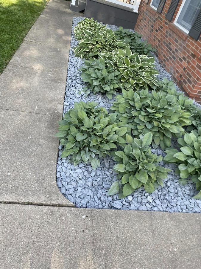 Clean gray rock landscaping bed with hostas installed along a home walkway.