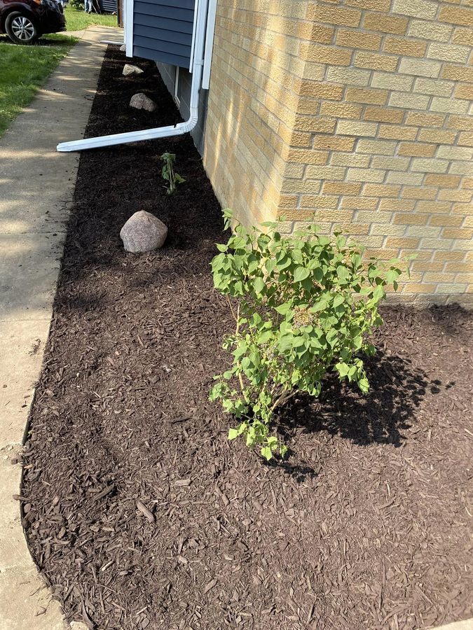 Fresh mulch landscape bed cleanup and planting area along a home foundation.